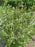 Sweetshrub