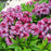 Mountain Laurel, Yankee Doodle Mountain Laurel