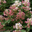 Hydrangea pan. Quick Fire® - Tree Form