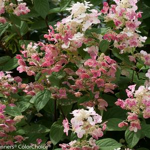 Hydrangea pan. Quick Fire® - Tree Form