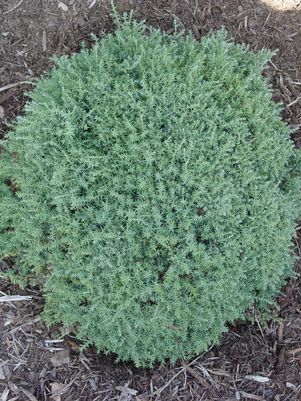 Cypress, Blue Feathers Hinoki Cypress
