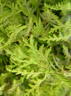 Cypress, Vintage Gold Cypress