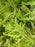 Cypress, Vintage Gold Cypress