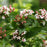 Abelia, Sweet Emotion Abelia