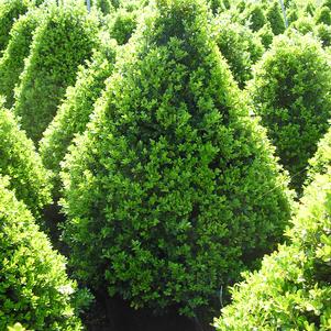 Boxwood, Cranberry Creek Boxwood