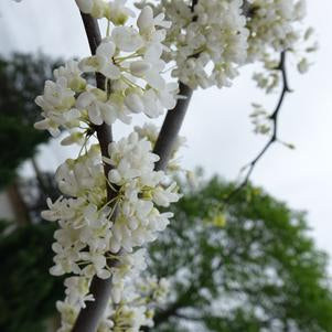 Redbud, Vanilla Twist Eastern Redbud