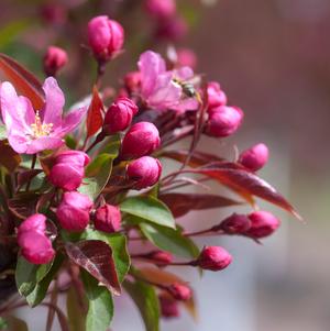 Crabapple, Red Splendor