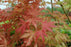 Maple, Peaches & Cream Japanese Maple