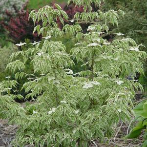 Dogwood, Wolf Eyes Chinese Dogwood