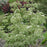 Dogwood, Wolf Eyes Chinese Dogwood