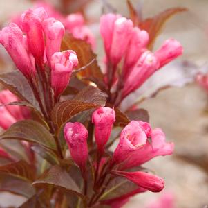 Weigela, Shining Sensation™ Weigela
