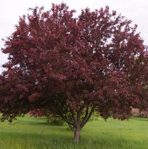 Crabapple, Royalty Crabapple