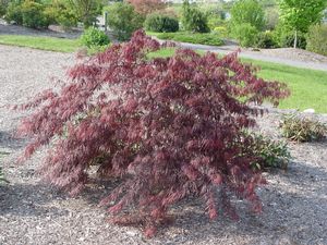 Maple, Inaba Shidare Weeping Japanese Maple