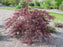 Maple, Inaba Shidare Weeping Japanese Maple