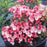 Mountain Laurel, Tiddlywinks Mountain Laurel