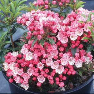 Mountain Laurel, Tiddlywinks Mountain Laurel