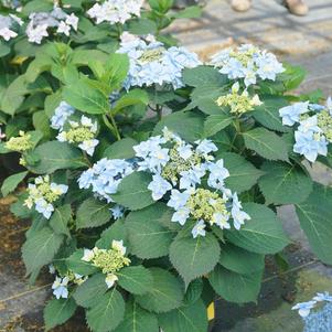 Hydrangea, Tuff Stuff Ah-Ha® Reblooming Mountain Hydrangea