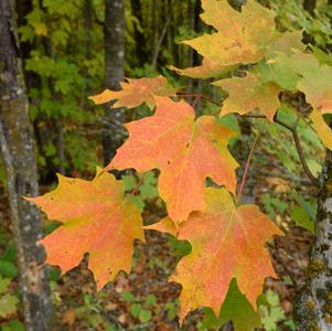 Maple, Super Sweet Sugar Maple