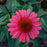Coneflower, Eye-Catcher Echinacea
