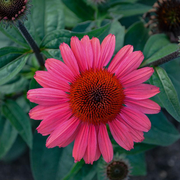 Coneflower, Eye-Catcher Echinacea