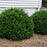 Boxwood, Green Beauty Boxwood