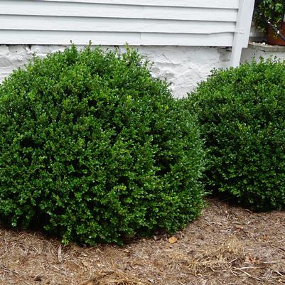 Boxwood, Green Beauty Boxwood