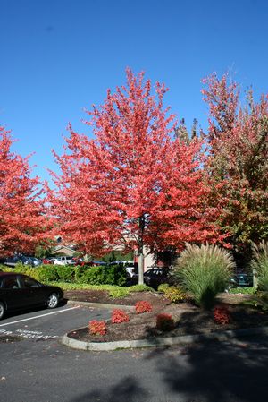 Maple, Red Sunset Red Maple