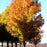 Maple, Green Mountain Sugar Maple