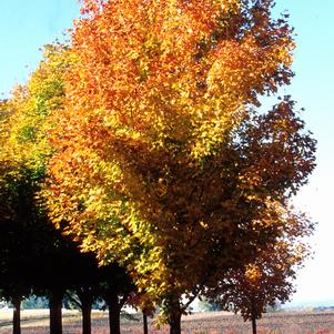 Maple, Green Mountain Sugar Maple