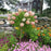 Phantom Hydrangea -Tree Form