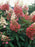 Hydrangea Pinky Winky® Panicle