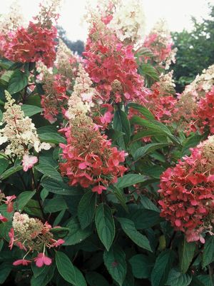 Hydrangea Pinky Winky® Panicle