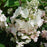 Hydrangea, Pinky Winky® Panicle Hydrangea - Tree Form