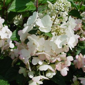 Hydrangea, Pinky Winky® Panicle Hydrangea - Tree Form