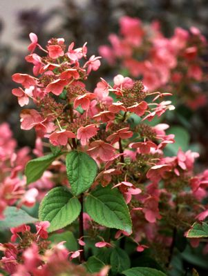 Hydrangea, Quick Fire® Panicle Hydrangea