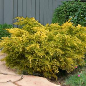 Juniper, Lemon Pfizz Juniper (Juniperus Chinensis Lemon Pfizz)