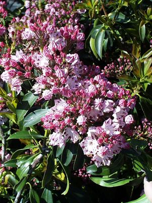 Mountain Laurel, Carousel Mountain Laurel