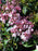 Mountain Laurel, Carousel Mountain Laurel