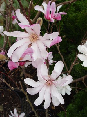 Leonard Messel Magnolia