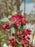Adams Crabapple