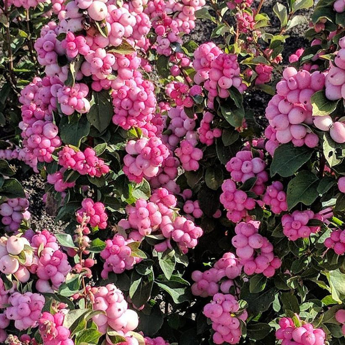 Snowberry, Pinky Promise™ ('Kolmpica') Snowberry