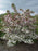 Sargent Crabapple