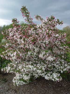 Sargent Crabapple