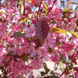 Royal Raindrops Crabapple