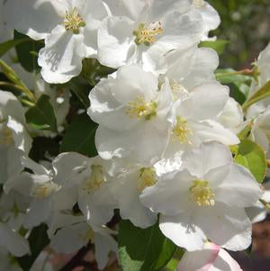 Crabapple, Sugar Tyme  Crabapple