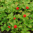 Bunchberry