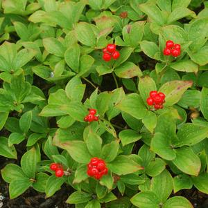 Bunchberry
