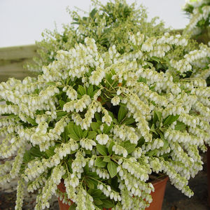 Andromeda, Cavatine Dwarf Andromeda