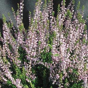 Heather, Spring Torch Scotch Heather