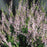 Heather, Spring Torch Scotch Heather